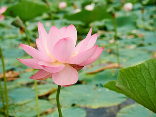 Blooming pink lotus flower on the lake,