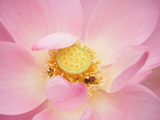 Closeup of a lotus flower, a bee collects pollen from a flower.