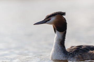 Close up of a great crested grebe (Podiceps cristatus) swimming