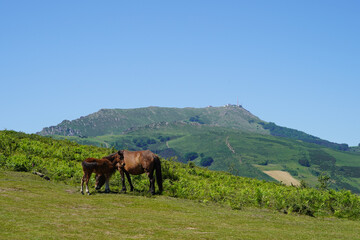 Fototapeta na wymiar Pottoks devant la montagne Rhune, à Sare, au Pays Basque