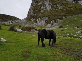 horses in the mountains