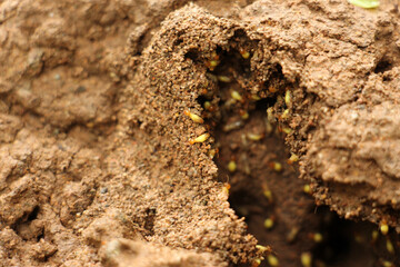 Termites are eusocial insects that are classified at the taxonomic rank of infraorder Isoptera, Termites are a delicacy in the diet of some human cultures and are used in many traditional medicines.