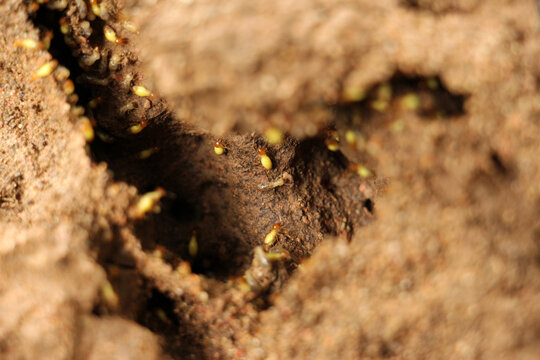 Termites are eusocial insects that are classified at the taxonomic rank of infraorder Isoptera, Termites are a delicacy in the diet of some human cultures and are used in many traditional medicines.