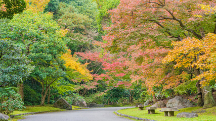 Obraz premium 紅葉