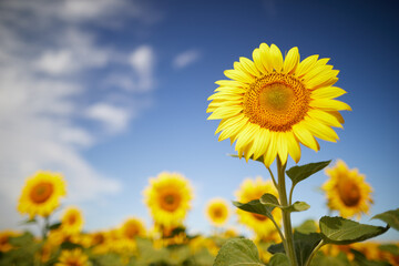 close up view of sunflowers in field isolated on blue sky background