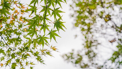 紅葉
