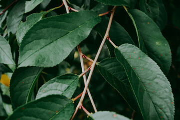 green leaves of a tree