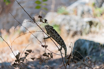 Chameleon in nature park between leaves