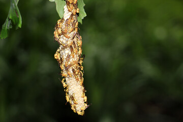 The wasps, such as yellowjackets and hornets, are in the family Vespidae.The majority of wasp species are solitary, with each adult female living and breeding independently. 