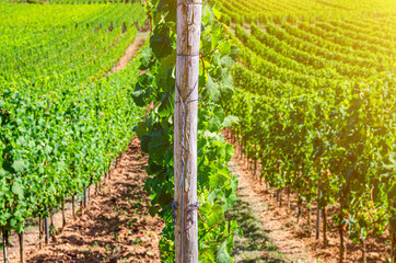 Grapevine wooden pole and rows of vineyards green fields landscape with grape trellis on river...