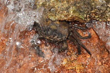 Mountain crabs are found in mountain docks and beach forests on the islands of the south, found in Phuket, Krabi, Thailand.