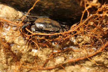 Mountain crabs are found in mountain docks and beach forests on the islands of the south, found in Phuket, Krabi, Thailand.