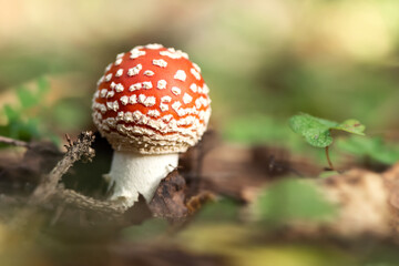 Fly agaric mushroom with red spotted cap in the forest on natural blurred background
