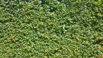 Fototapeta premium Green natural background. green leaves foliage texture background. Wall of living plants