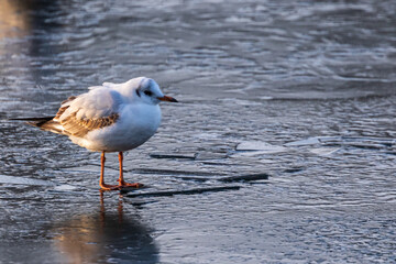One seagull on a winter day, stands on the frozen surface of the river. Sunny morning on a cold winter day. Thin ice on the river.