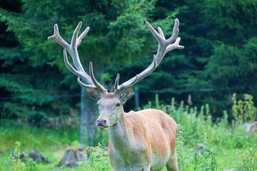 red deer in the woods