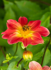 Fototapeta na wymiar Close up Macro of Bumble Bee Pollinating British Wildflowers