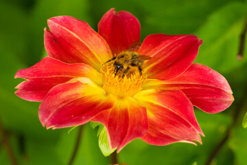 Close up Macro of Bumble Bee Pollinating British Wildflowers
