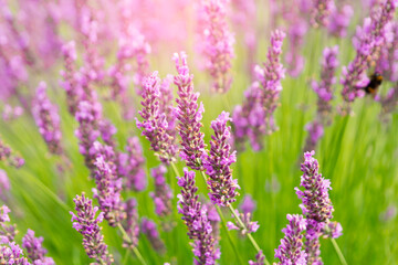 lavender flowers closeup