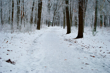Winter wonderland. Snow covered forest. Path in snow forest. Framming 