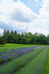 Fototapeta na wymiar A field of fragrant lavender flowers at a lavender farm in New Jersey, United States