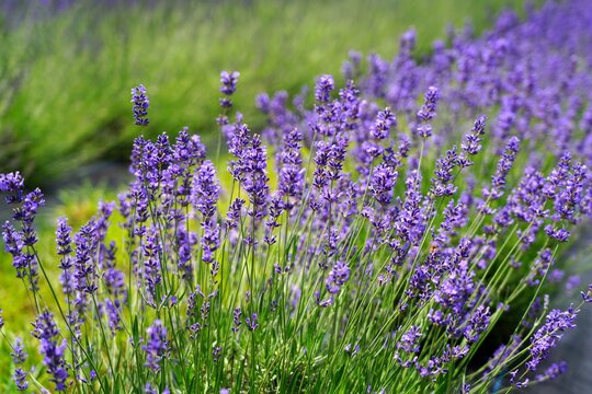 A field of fragrant lavender flowers at a lavender farm in New Jersey, United States