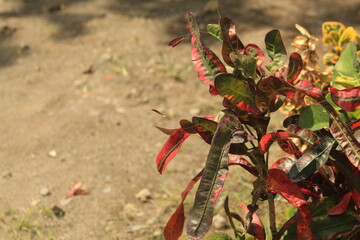 pretty garden plant with beautiful color