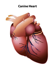 Canine heart external view of dog heart structures. Realistic style isolated on white background. Medical, healthcare, and science education.