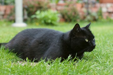 black cat on the grass