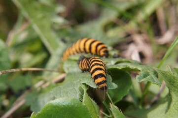 two caterpillars on leaf