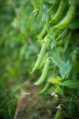 Fototapeta premium green peas growing in garden closeup