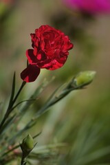 Red Carnation flower (Dianthus caryophyllus) with soft focus natural background