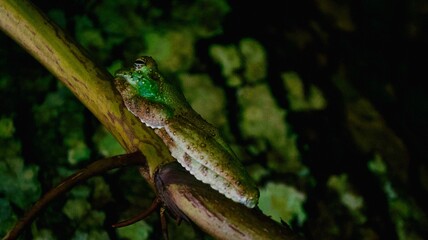 frog in the pond