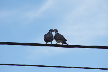 Couple de pigneons © Stphane