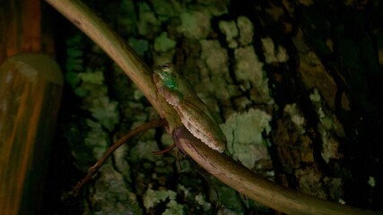 Obraz premium lizard on the tree
