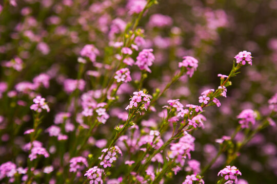 many small pink flowers coleonema pulchellum on the field or the flowerbed