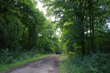 Fototapeta na wymiar Chemin dans les bois