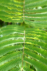 acacia foliage as a natural green background