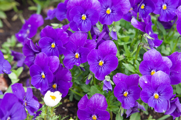 These are the pansies that bloomed in the garden.