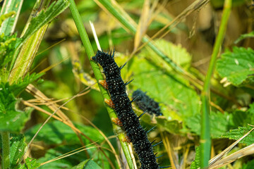 Peacock Butterfly Black and white spikey Caterpillars close up