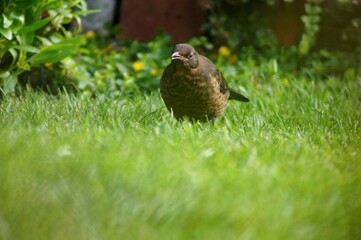 Close up of small bird on the grass lawn