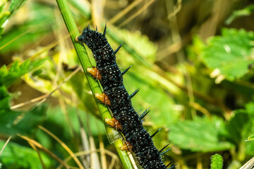 Peacock Butterfly Black and white spikey Caterpillars close up