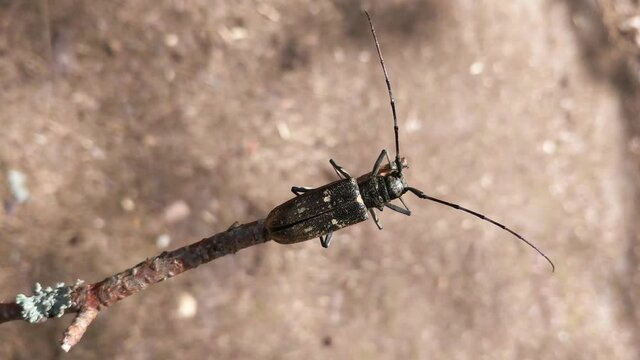 A large black barbel beetle with spots on its wings crawls along a pine branch