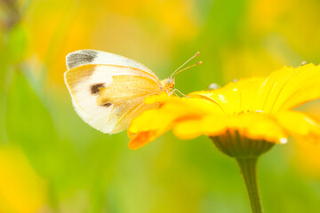 Großer Kohlweißling Schmetterling im Sommer auf einer orangenen Ringelblume, Pieris brassicae