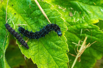 Peacock Butterfly Black and white spikey Caterpillars close up