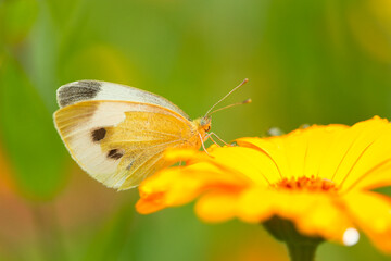 Großer Kohleweißling Schmetterling an einer gelben Blüte einer Ringelblume, Pieris brassicae