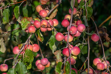 Ripe red apples on the tree in the garden