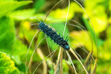 Peacock Butterfly Black and white spikey Caterpillars close up