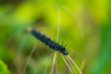 Peacock Butterfly Black and white spikey Caterpillars close up