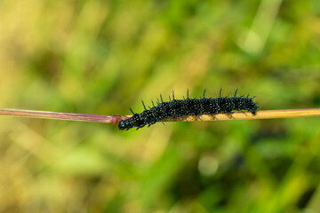 Peacock Butterfly Black and white spikey Caterpillars close up